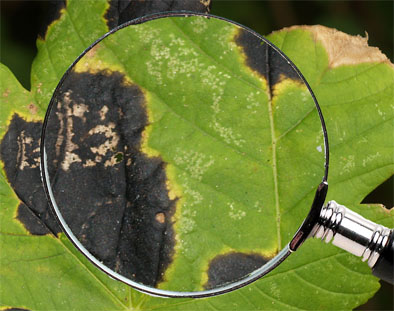 Rhytisma acerinum Tar Spot of Maple Ahornrynkeplet