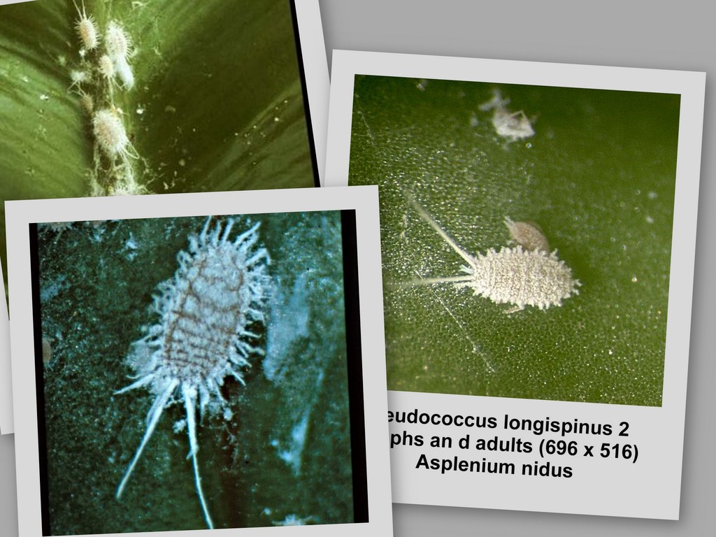 Mealybugs (Pseudococcidae) Uldlus