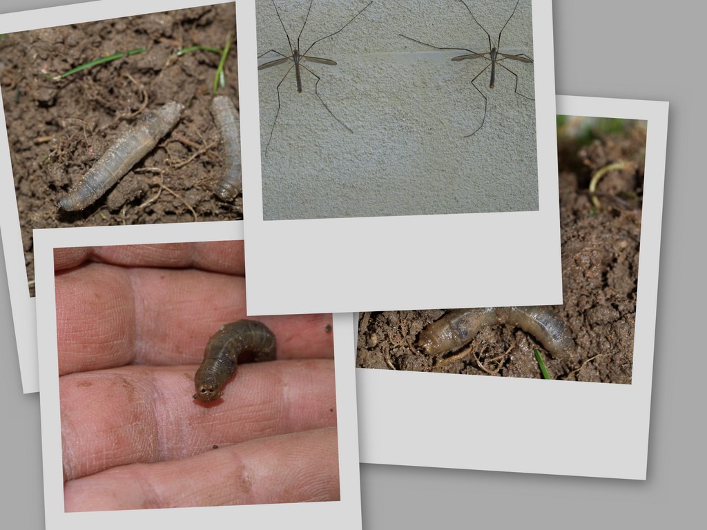 Crane Flies (Tipulidae) Stankelben