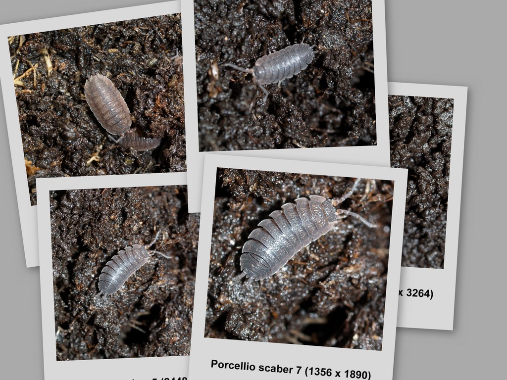 Woodlouse/Bnkebidere