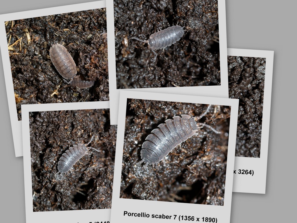 Woodlouse/Bnkebidere