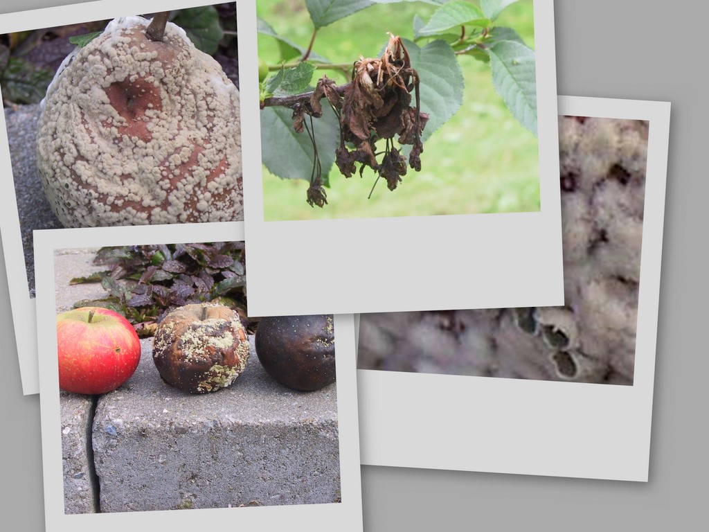 Brown rot and Blossom wilt