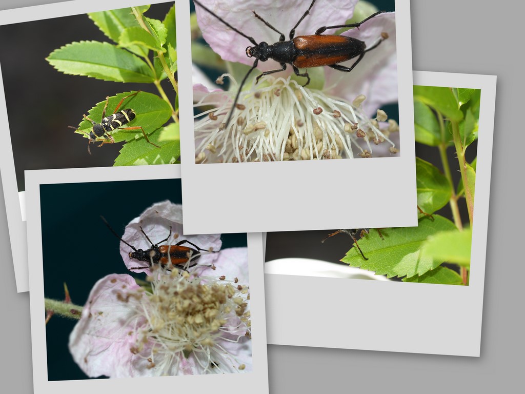 Longhorn beetles