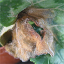 Grey Mould